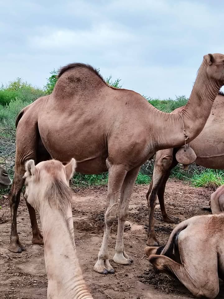 Camel herd on pasture