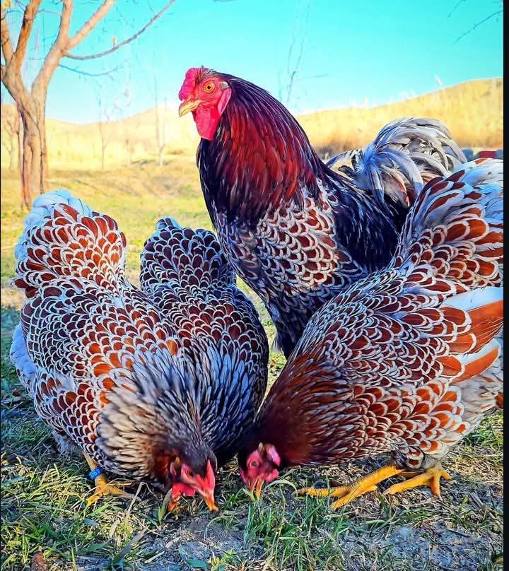 Free-range chickens