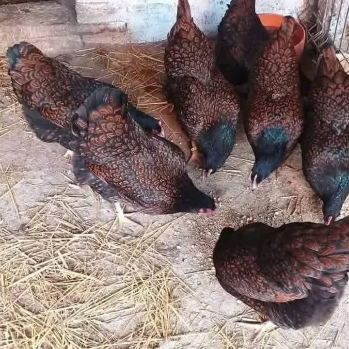 Exotic chicks