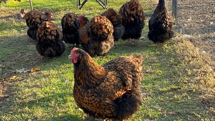 Exotic chicken breeds