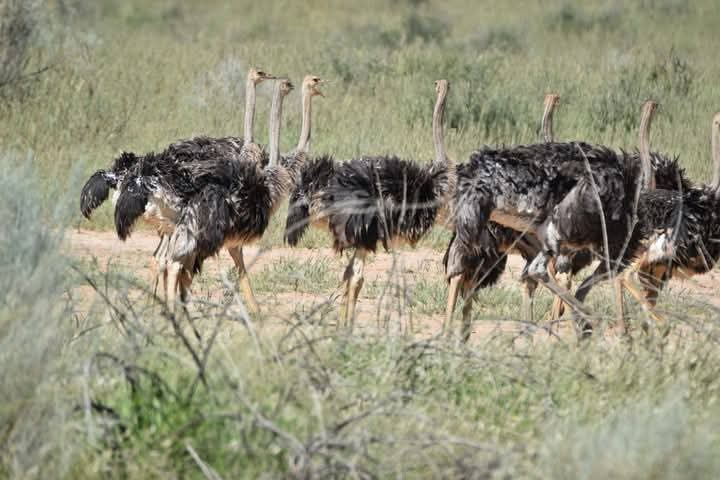 Ostriches
