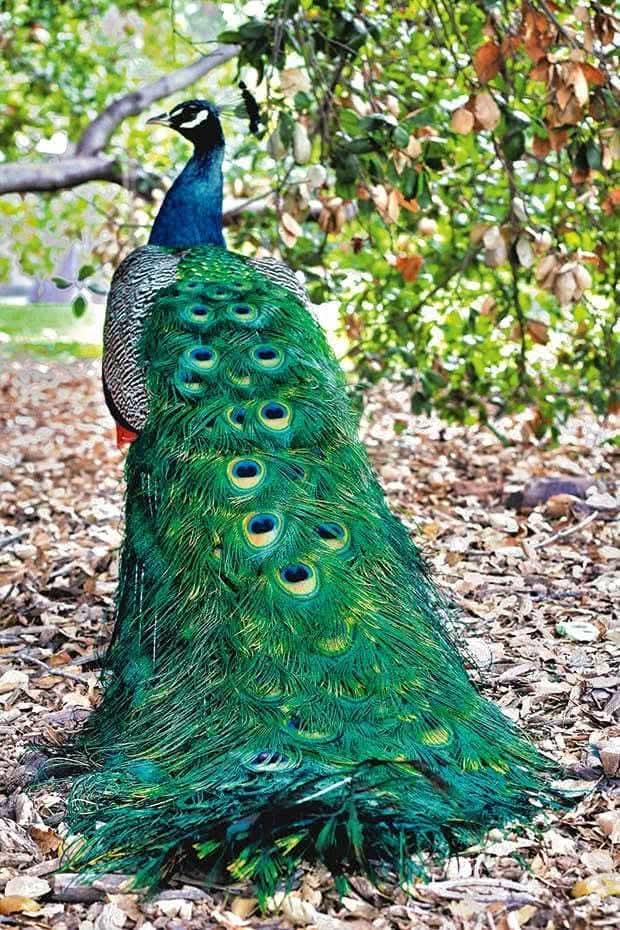 Peacock display