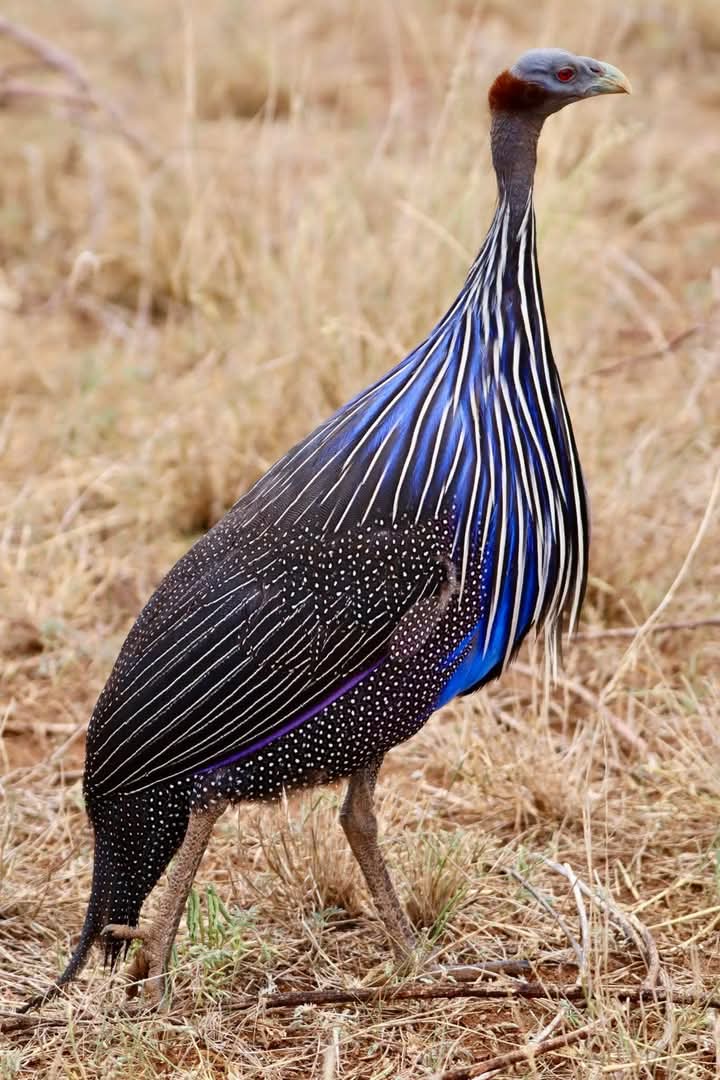 Peacock at E M Fowl Farm